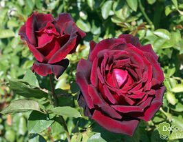 Роза Оклахома (Oklahoma) купить