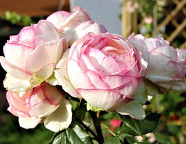 Троянда Оноре де Бальзак (Honore de Balzac)купити