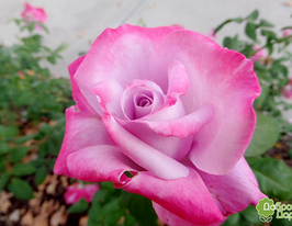 Троянда чайно-гібридна Парадайз (Paradise)купити