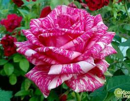 Роза Пинк Интуишн (Pink Intuition) купить