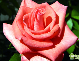 Роза Рафаэлла (Raffaella) купить