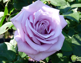 Троянда Синя Птиця (Blue Bird)купити