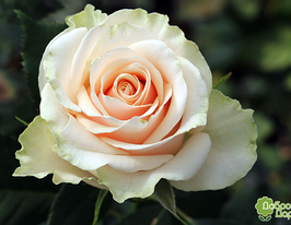 Троянда Талея (Talea)купити