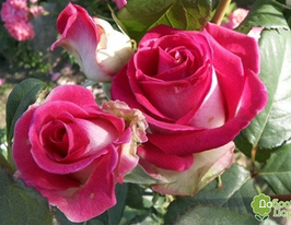 Троянда Ранок Парижу (Utro Parisa)купити