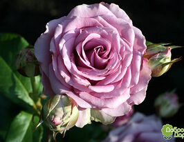 Троянда Холодна Вода (Cool Water)купити