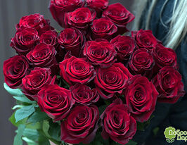 Троянда Експлорер (Explorer)купити