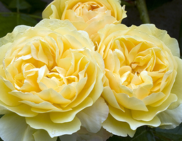 Троянда Грехам Томас (Graham Thomas)купити