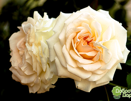 Троянда Лайонс (Lions)купити