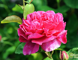 Роза Софи Роуз (Sophy's Rose) купить