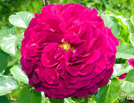 Роза Фишерман Френд (Fisherman's Friend) купить