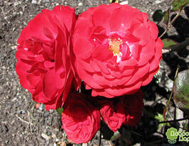 Роза Кордула (Cordula) купить