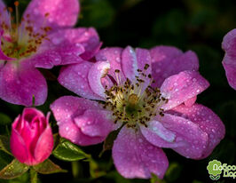 Роза Мини Пинк (Mini Pink) купить