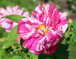 Роза Мунди (Mundi) купить