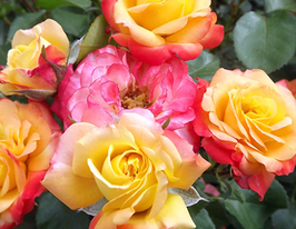 Роза Румба (Rumba) купить