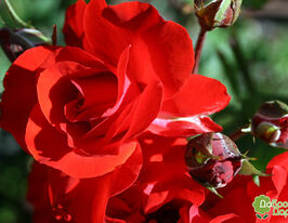 Роза Сатчмо (Satchmo) купить