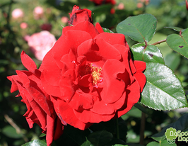 Роза Сантана (Santana) купить