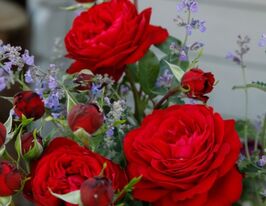 Роза Кордес Гранд Аморе (Grande Amore) купить