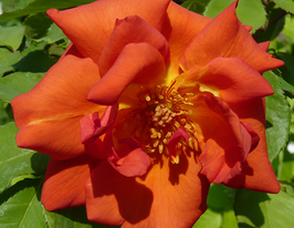 Троянда Аріель Домбазл (Arielle Dombasle)купити