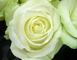 Роза Аваланж (Avalanche) купить