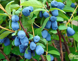 Жимолость Ведмедиця (Medveditsa)купити