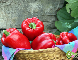 Перец сладкий Дорин F1 купить