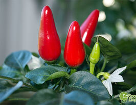 Перец горький Ивона купить