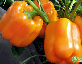 Перець солодкий Ладакупити