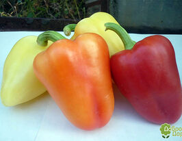 Перець солодкий Любашакупити