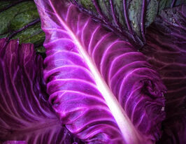 Капуста червонокачанна Калібоскупити