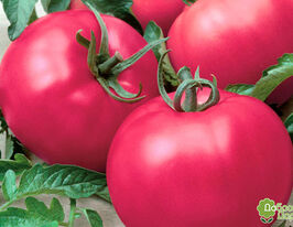 Томат Зорина F1 купить