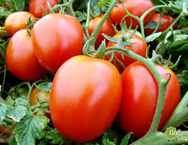 Томат Галера купить
