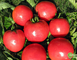 Томат Видимо-невидимо купить