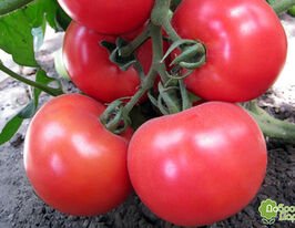 Томат Верона F1 купить