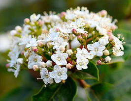 Калина лавролиста Єва Прайс (Eve Price)купити