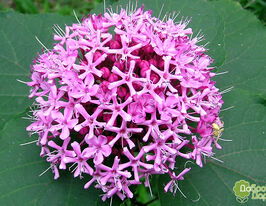 Клеродендрум Бунге (Clerodendrum Bungei) купить