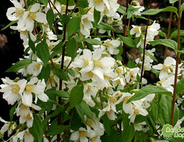 Жасмін Еректус (Philadelphus Erectus)купити