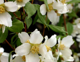 Жасмін Еректус (Philadelphus Erectus)купити