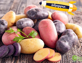 Набор сортов семенного картофеля Добродарчик купить