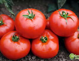 Томат ЭРК купить