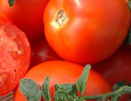 Томат Карась купить