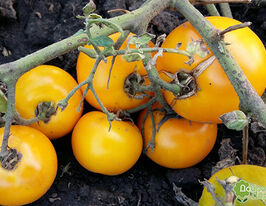 Томат Мечта-2 купить