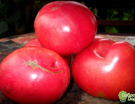 Томат Победа Розовая купить