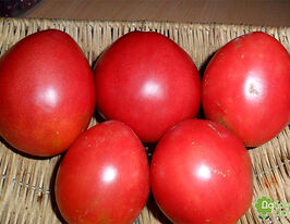 Томат Ромео купить