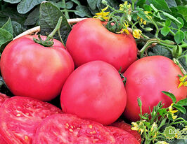Томат Уральский Розовый купить