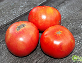 Томат Шедевр-1 купить