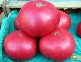 Томат Індіра Гандікупити