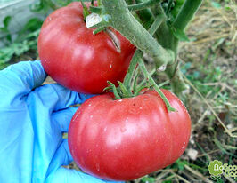 Томат Королівська Мантіякупити