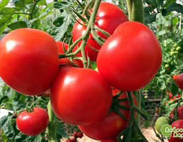 Томат Пламя купить