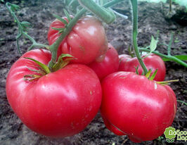 Томат Мир Марианны купить
