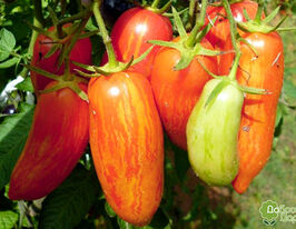 Томат Джалпакупити